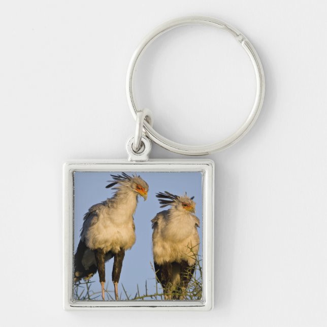 Africa. Tanzania. Secretary Birds at Ndutu Key Ring (Front)