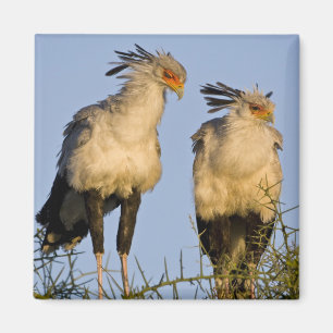 Africa. Tanzania. Secretary Birds at Ndutu Magnet