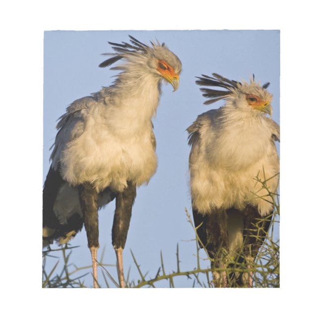 Africa. Tanzania. Secretary Birds at Ndutu Notepad (Front)
