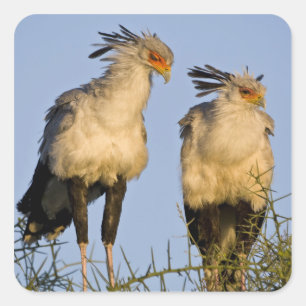 Africa. Tanzania. Secretary Birds at Ndutu Square Sticker