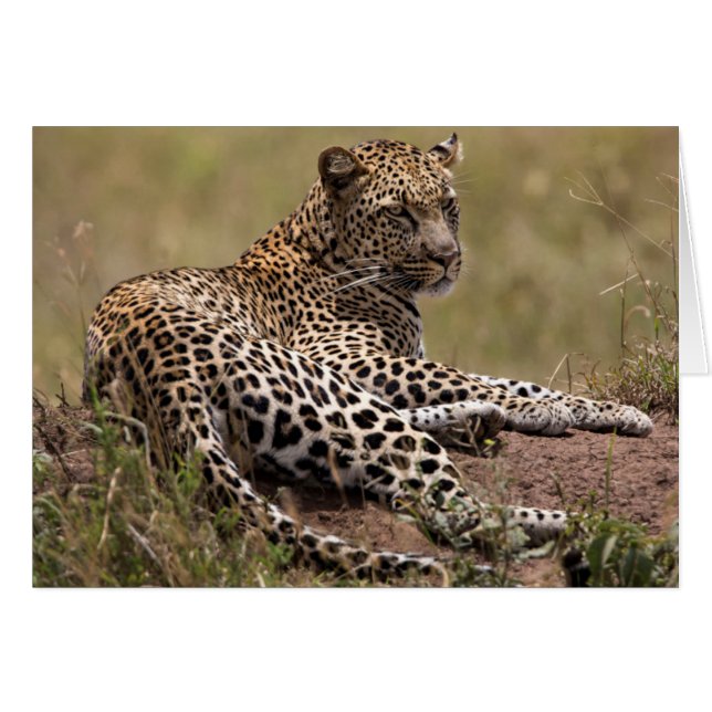 Africa, Tanzania, Serengeti. Leopard (Front Horizontal)