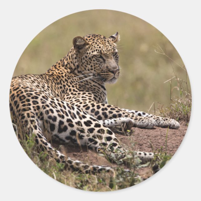 Africa, Tanzania, Serengeti. Leopard Classic Round Sticker (Front)