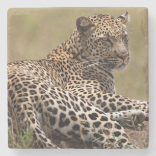 Africa, Tanzania, Serengeti. Leopard Stone Coaster