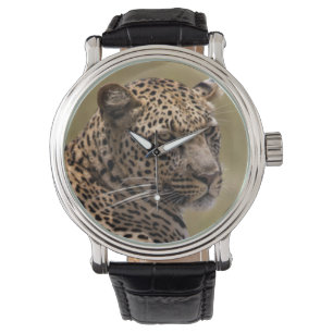 Africa, Tanzania, Serengeti. Leopard Watch