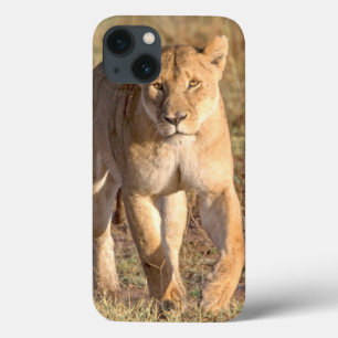 Africa, Tanzania, Serengeti. Lion And Lioness iPhone 13 Case
