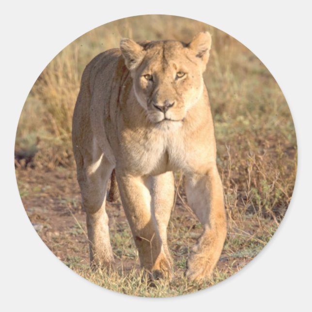 Africa, Tanzania, Serengeti. Lion And Lioness Classic Round Sticker (Front)
