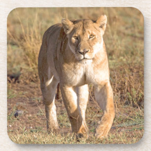 Africa, Tanzania, Serengeti. Lion And Lioness Coaster