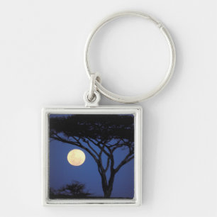 Africa, Tanzania, Tarangire. Acacia tree in Key Ring