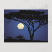 Africa, Tanzania, Tarangire. Acacia tree in