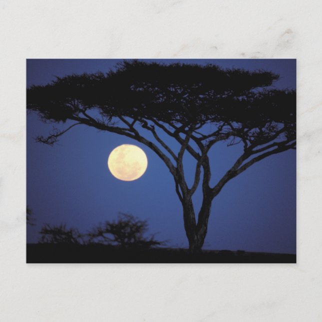Africa, Tanzania, Tarangire. Acacia tree in Postcard (Front)