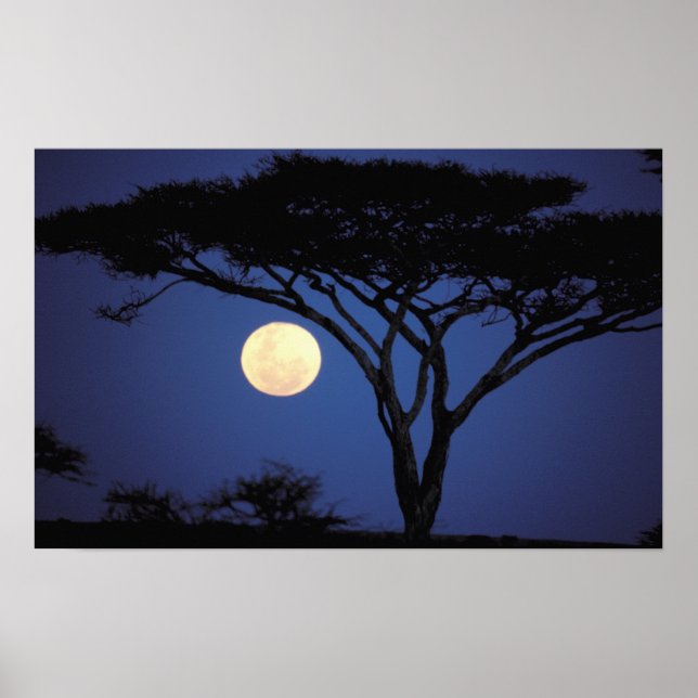 Africa, Tanzania, Tarangire. Acacia tree in Poster (Front)