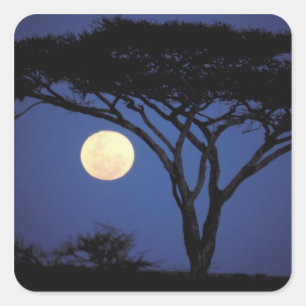 Africa, Tanzania, Tarangire. Acacia tree in Square Sticker