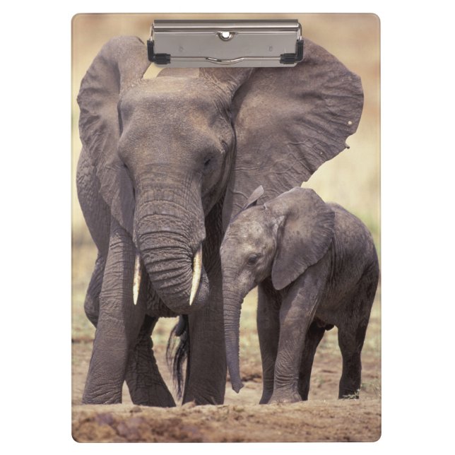 Africa, Tanzania, Tarangire National Park. 2 Clipboard (Front)