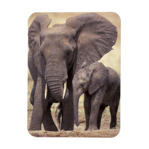 Africa, Tanzania, Tarangire National Park. 2 Magnet