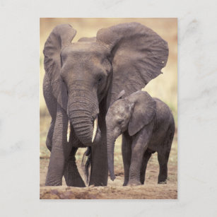 Africa, Tanzania, Tarangire National Park. 2 Postcard