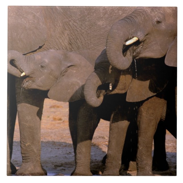 Africa, Tanzania, Tarangire National Park. Tile (Front)