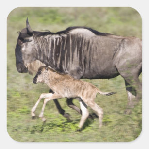 Africa. Tanzania. Wildebeest mother and baby at Square Sticker