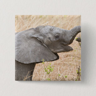 Africa. Tanzania. Young Elephant at Tarangire 15 Cm Square Badge