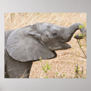 Africa. Tanzania. Young Elephant at Tarangire Poster