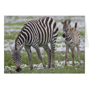 Africa. Tanzania. Zebra mother and colt