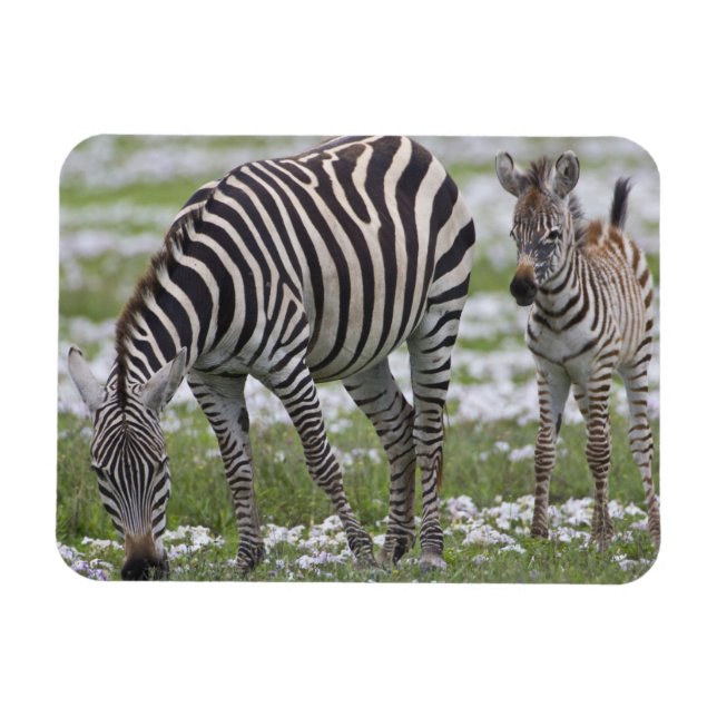 Africa. Tanzania. Zebra mother and colt Magnet (Horizontal)