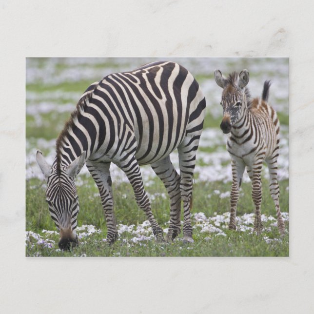 Africa. Tanzania. Zebra mother and colt Postcard (Front)