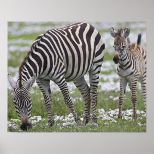 Africa. Tanzania. Zebra mother and colt Poster
