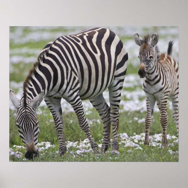 Africa. Tanzania. Zebra mother and colt Poster (Front)