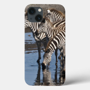 Africa. Tanzania. Zebras drinking at Ndutu iPhone 13 Case