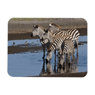Africa. Tanzania. Zebras drinking at Ndutu Magnet