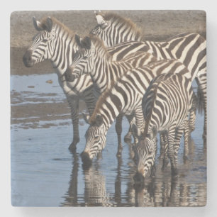 Africa. Tanzania. Zebras drinking at Ndutu Stone Coaster