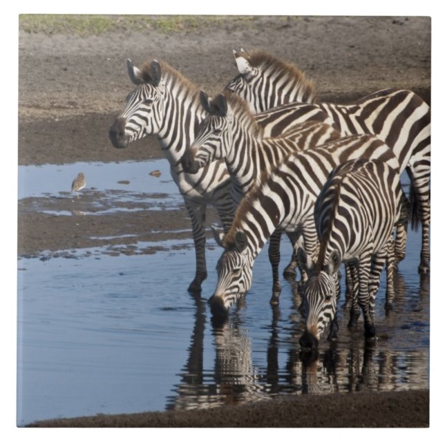 Africa. Tanzania. Zebras drinking at Ndutu Tile (Front)