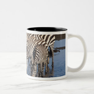 Africa. Tanzania. Zebras drinking at Ndutu Two-Tone Coffee Mug