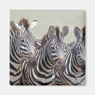 Africa, Tanzania, zebras Magnet