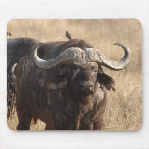 Africa - The ox with large horn Mouse Pad