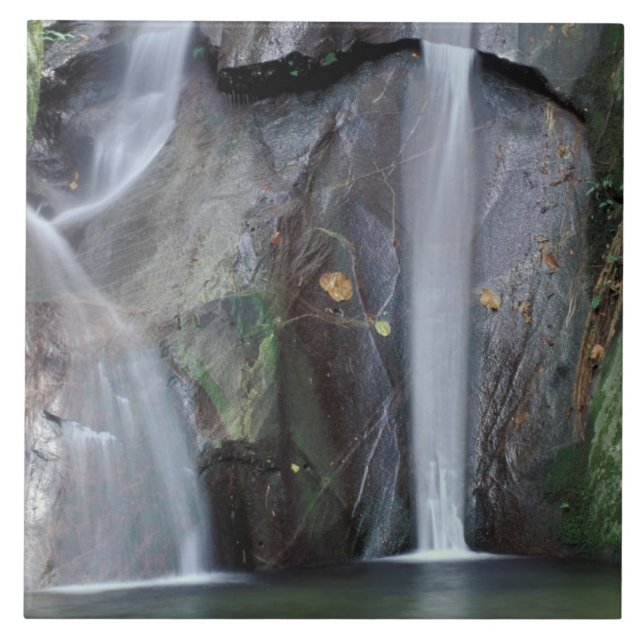 Africa, Uganda, Bwindi Impenetrable rainforest, Ceramic Tile (Front)
