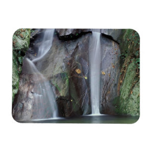 Africa, Uganda, Bwindi Impenetrable rainforest, Magnet
