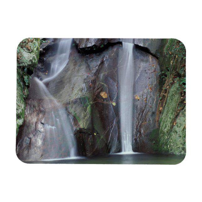 Africa, Uganda, Bwindi Impenetrable rainforest, Magnet (Horizontal)