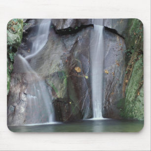 Africa, Uganda, Bwindi Impenetrable rainforest, Mouse Pad