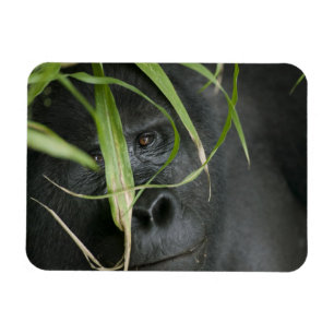 Africa, Uganda, Bwindi Magnet