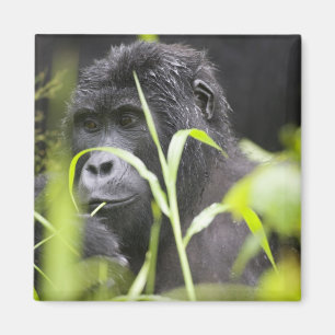 Africa Uganda, Bwindi Magnet