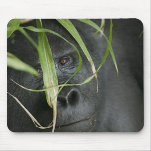 Africa, Uganda, Bwindi Mouse Pad