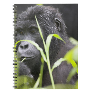 Africa Uganda, Bwindi Notebook