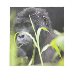Africa Uganda, Bwindi Notepad