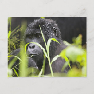 Africa Uganda, Bwindi Postcard