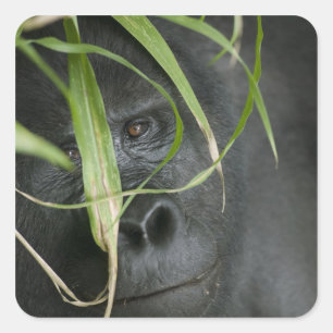 Africa, Uganda, Bwindi Square Sticker