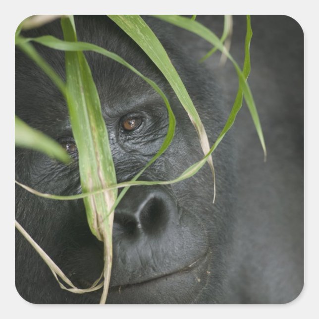 Africa, Uganda, Bwindi Square Sticker (Front)