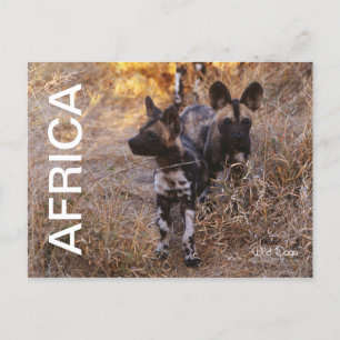 Africa Wild Dogs Travel Postcard