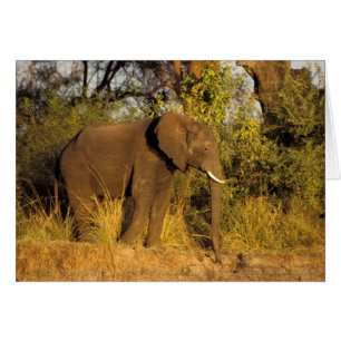 Africa, Zimbabwe, Victoria Falls National Park.