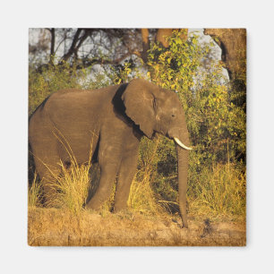 Africa, Zimbabwe, Victoria Falls National Park. Magnet